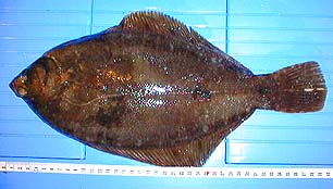 karei1.JPG (44036 �o�C�g)