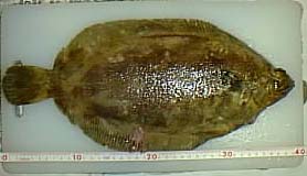 nametah1.JPG (37874 �o�C�g)