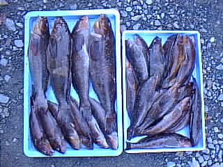 PIC00024.jpg (19245 バイト)
