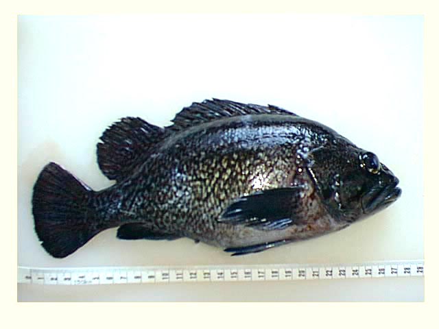 soi1.jpg (38000 �o�C�g)
