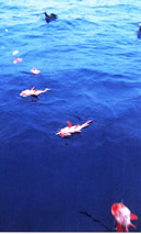 M����͂�������Ȋ����ł肠���Ă܂����B