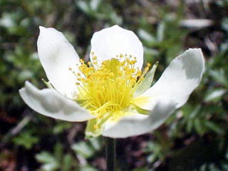 チングルマの花