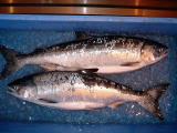 幻の鮭ケイジです。毎年５０〜１００匹仕入れています。